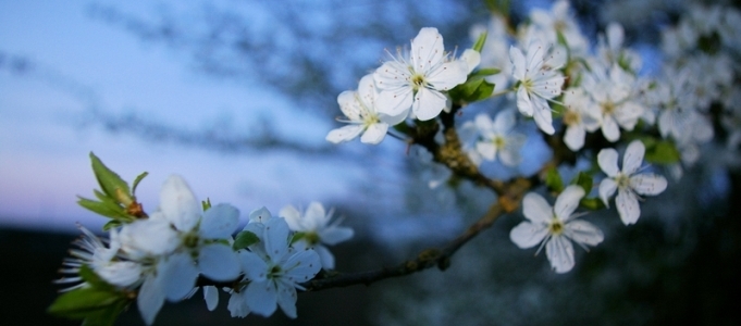 Apfelblüte